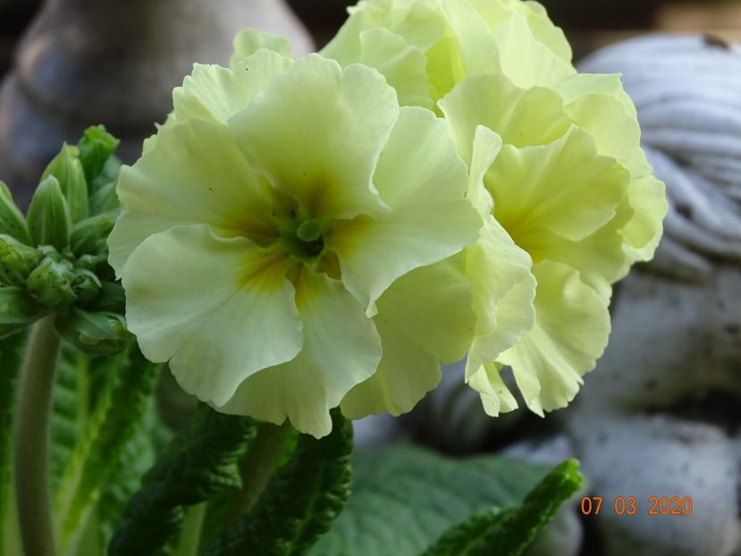 primula elatior Sibel Lime - Primule 2020