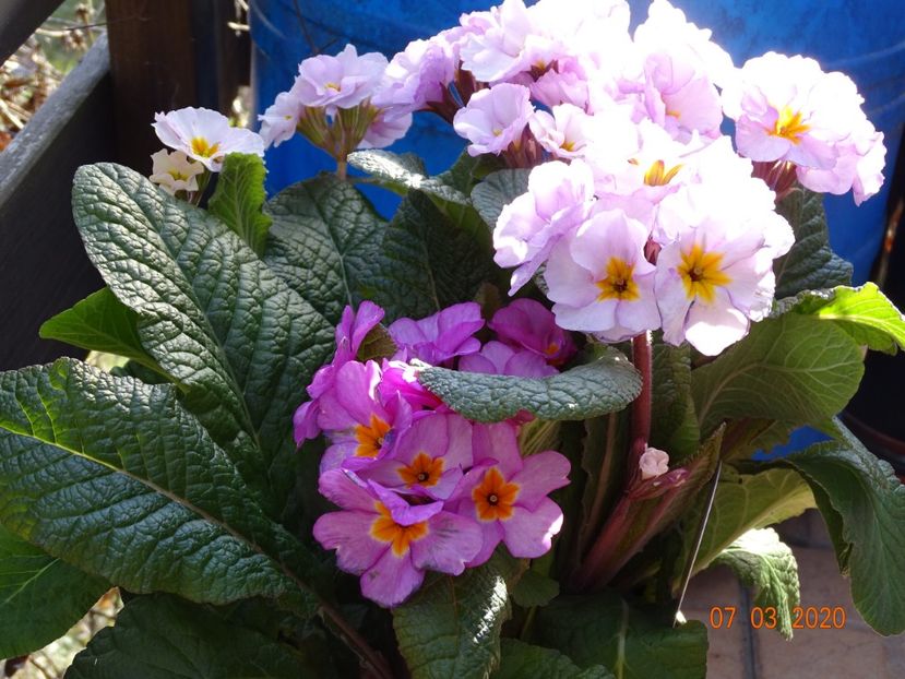 primula elatior Gold Nugget - Primule 2020