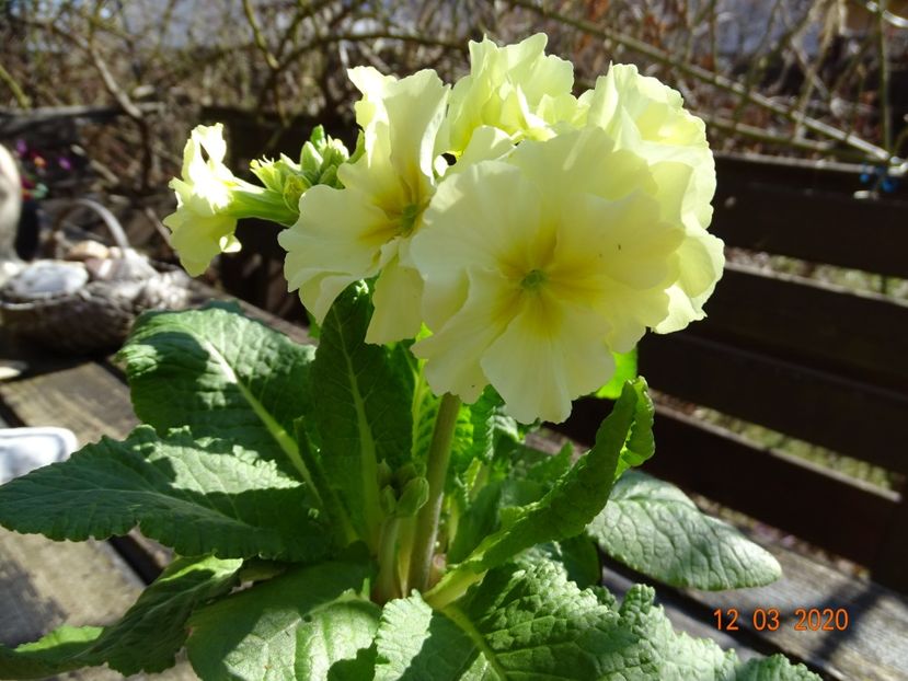 primula elatior Sibel Lime - Primule 2020