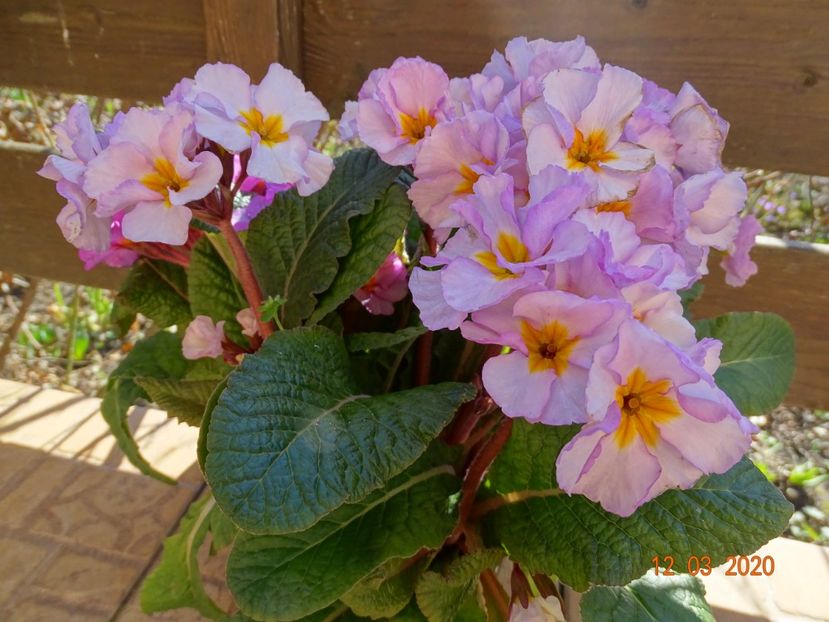 primula elatior Gold Nugget - Primule 2020