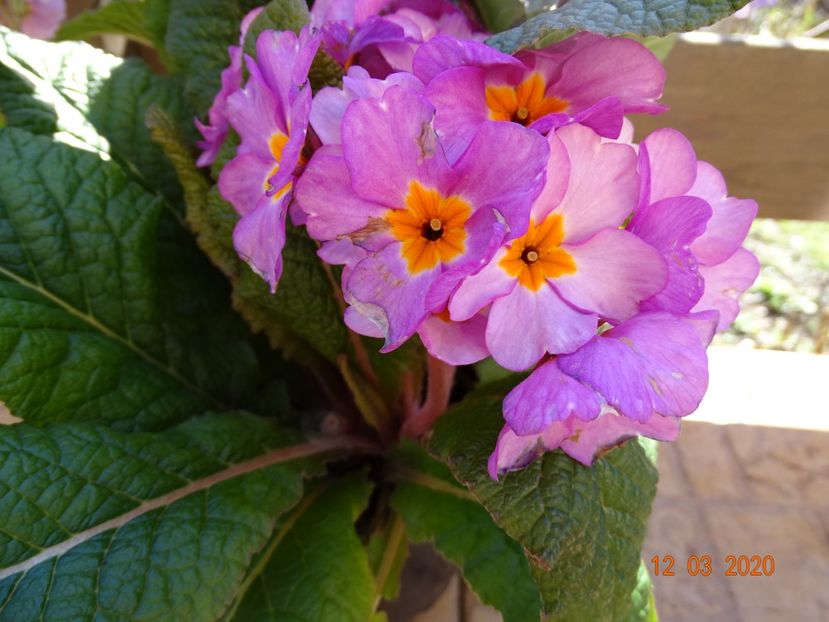 primula elatior Gold Nugget - Primule 2020