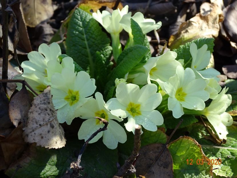 primula vulgaris - Primule 2020