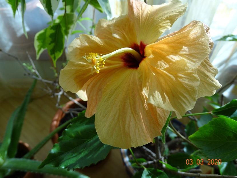  - Hibiscusi