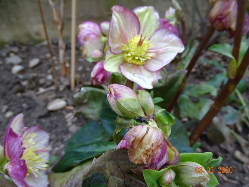 helleborus Carlotta - Primavara 2020