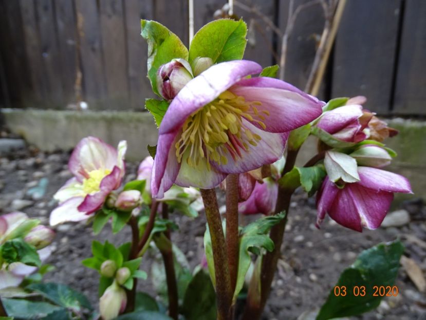 helleborus Carlotta - Primavara 2020