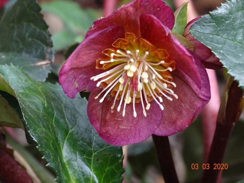 helleborus Benotta - Primavara 2020