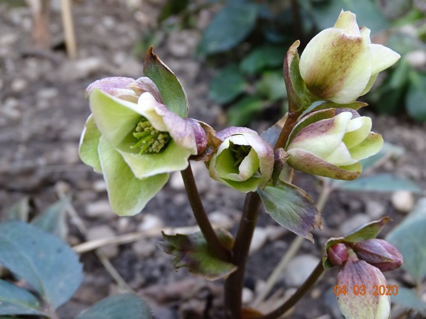 helleborus Emma - Primavara 2020