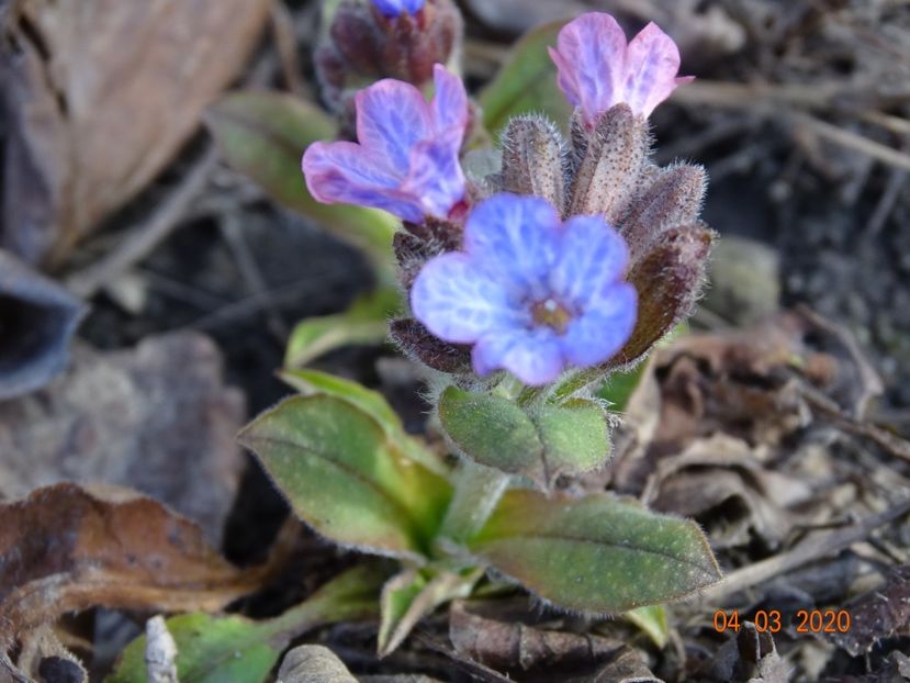 pulmonaria officinalis - Primavara 2020