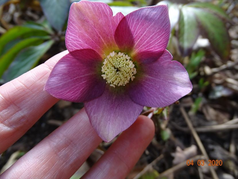 bebe helleborus - Primavara 2020