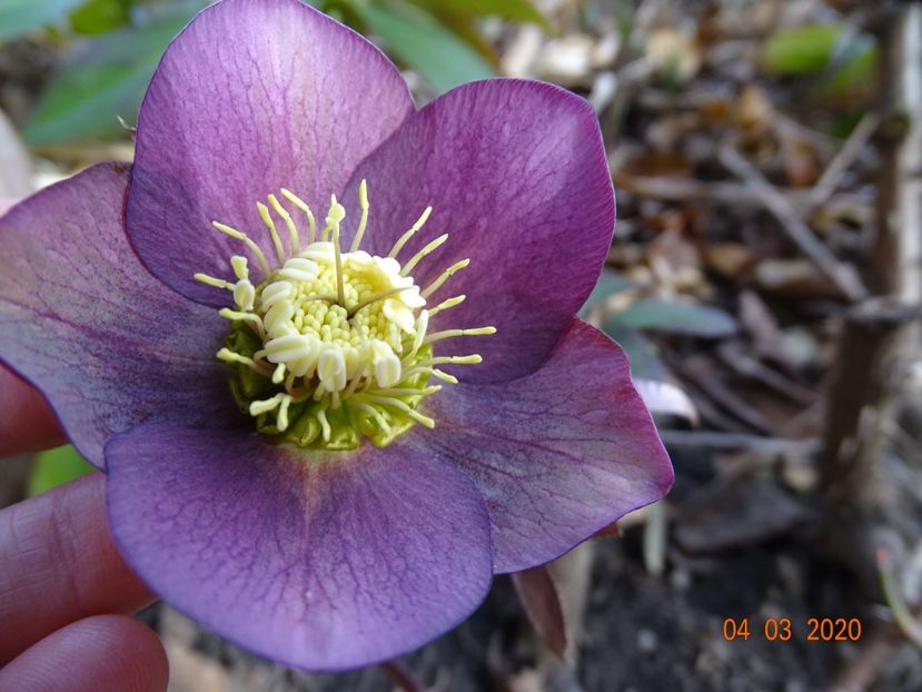 bebe helleborus - Primavara 2020