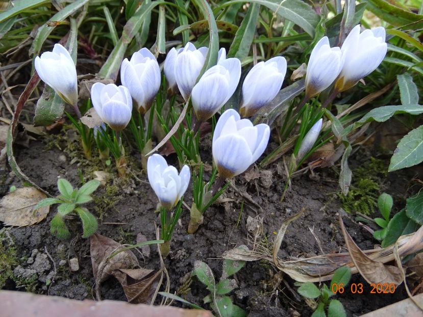 crocus Blue Pearl - Primavara 2020