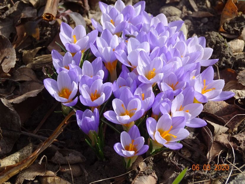 crocus Firefly - Primavara 2020
