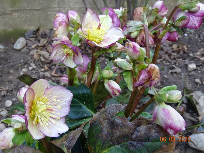 helleborus Carlotta - Primavara 2020