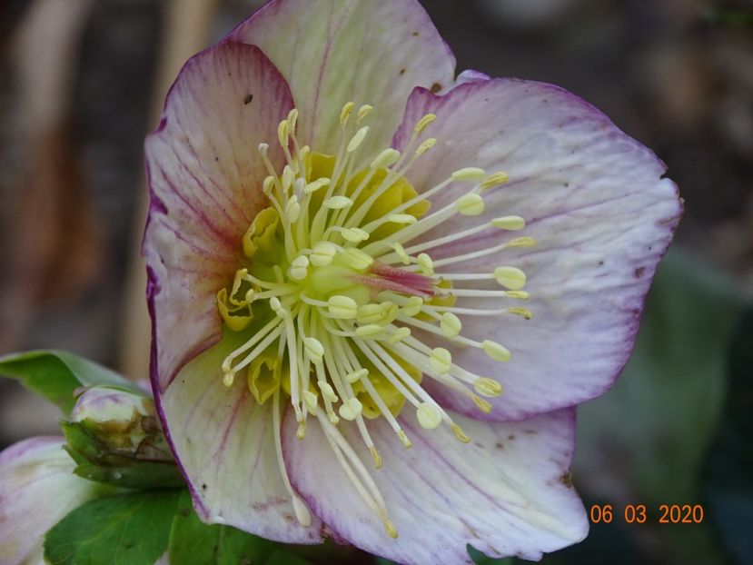 helleborus Carlotta - Primavara 2020
