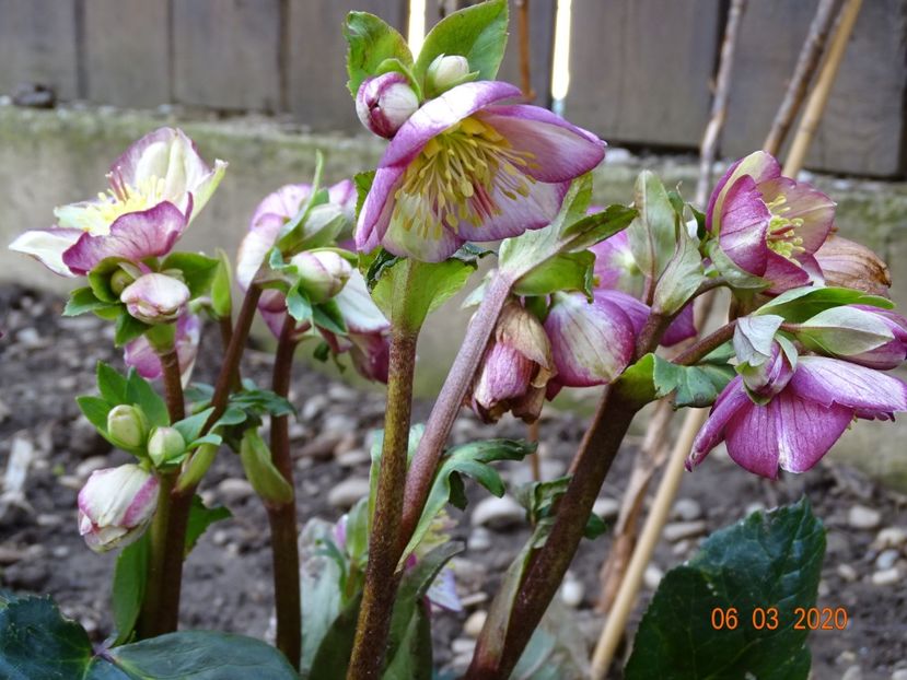 helleborus Carlotta - Primavara 2020