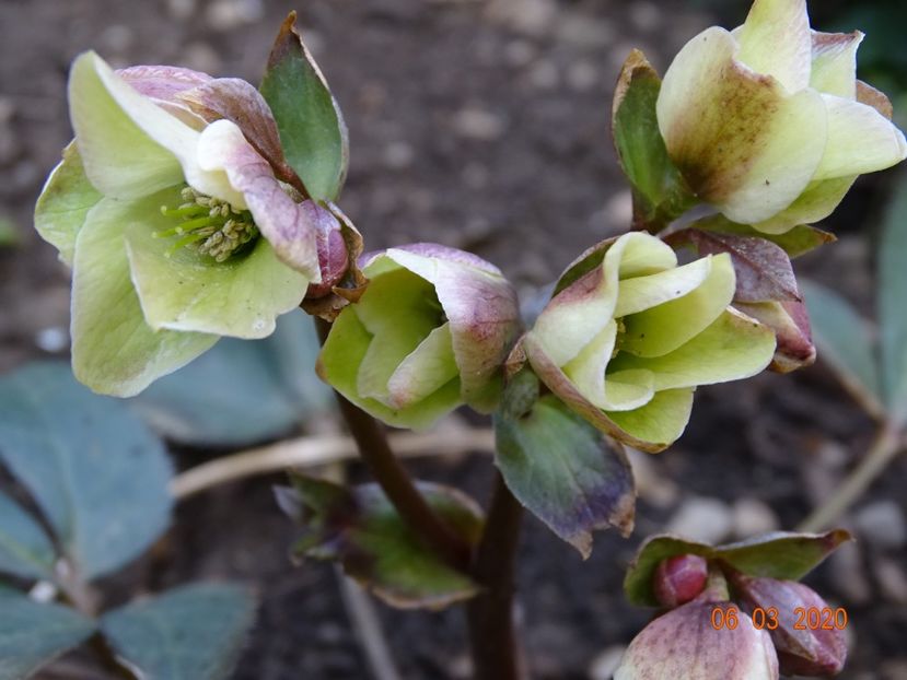 helleborus Emma - Primavara 2020