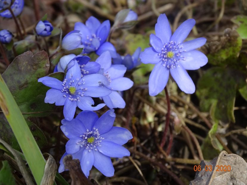 hepatica transsilvanica - Primavara 2020