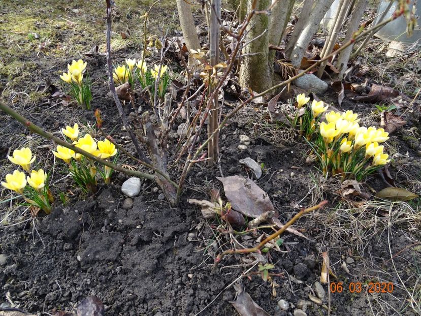 crocus Cream Beauty - Primavara 2020