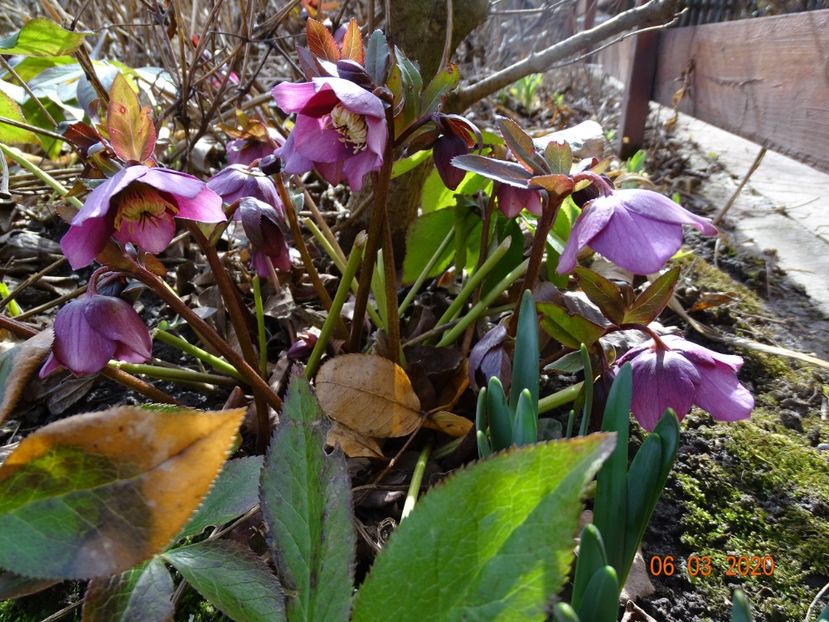 helleborus orientalis - Primavara 2020
