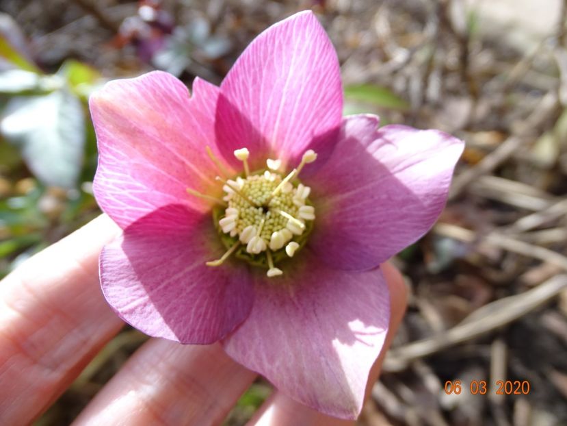 bebe helleborus - Primavara 2020