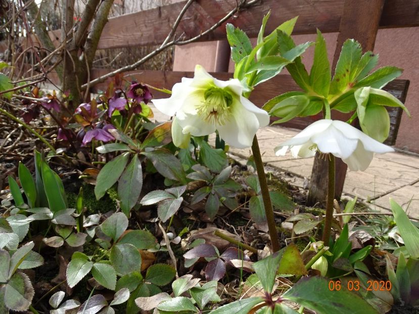 bebe helleborus - Primavara 2020