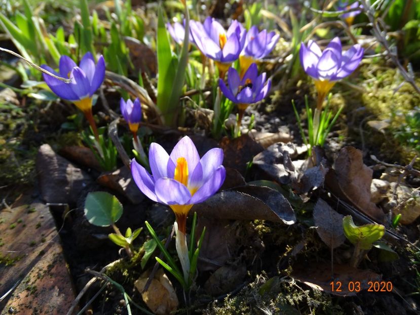 crocus Tricolor - Primavara 2020