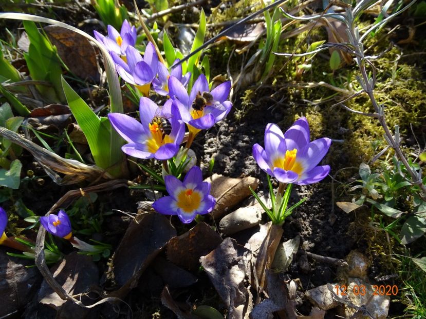 crocus Tricolor - Primavara 2020