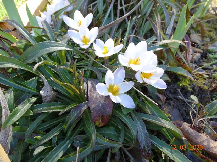 crocus Blue Pearl - Primavara 2020