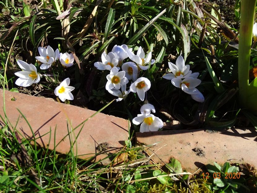 crocus Blue Pearl - Primavara 2020