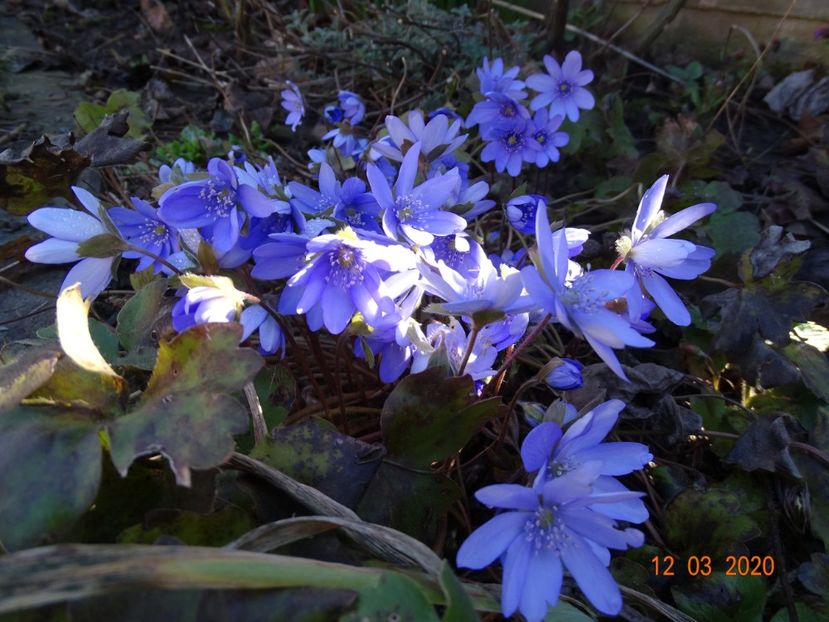 hepatica transsilvanica - Primavara 2020
