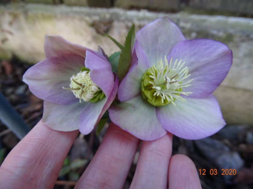 bebe helleborus - Primavara 2020