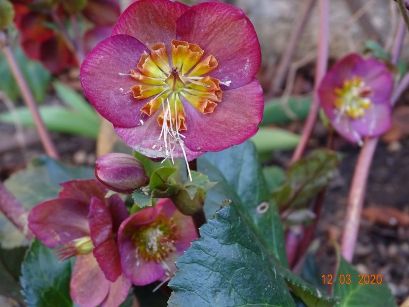 helleborus Benotta - Primavara 2020