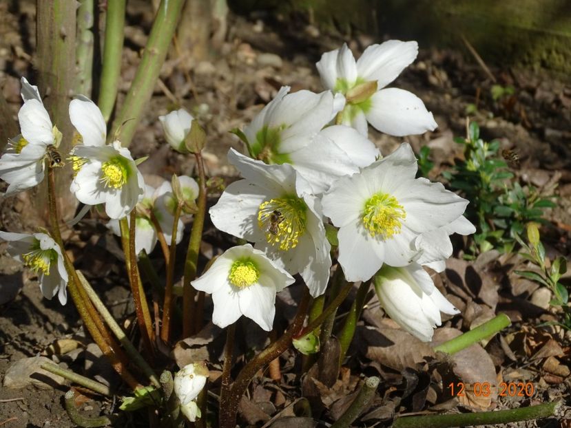 helleborus niger - Primavara 2020