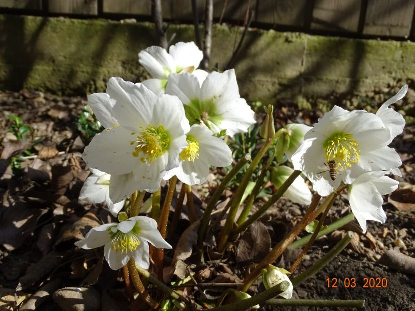 helleborus niger - Primavara 2020