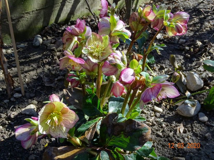 helleborus Carlotta - Primavara 2020