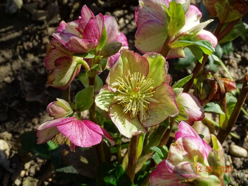 helleborus Carlotta - Primavara 2020
