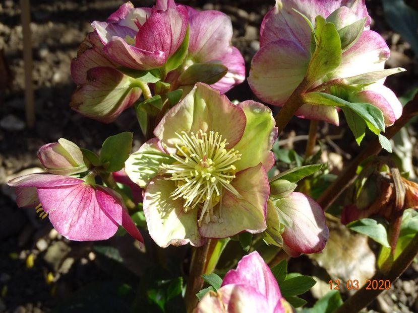 helleborus Carlotta - Primavara 2020