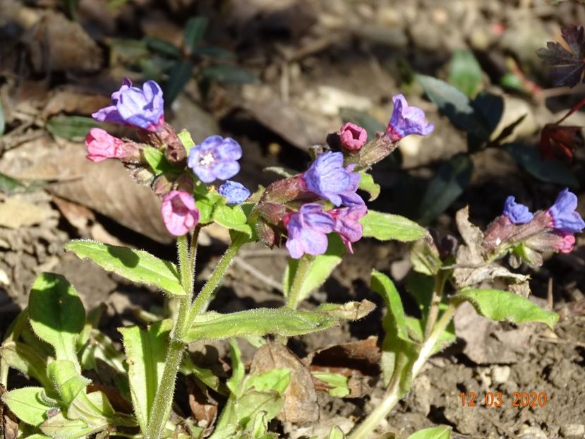 pulmonaria officinalis - Primavara 2020