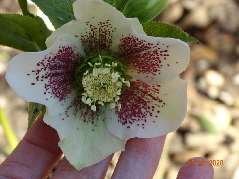 helleborus White Lady Spotted - Primavara 2020