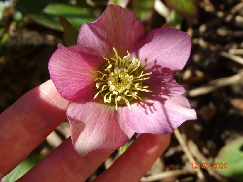 bebe helleborus - Primavara 2020