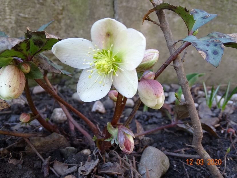 helleborus Candy Love - Primavara 2020