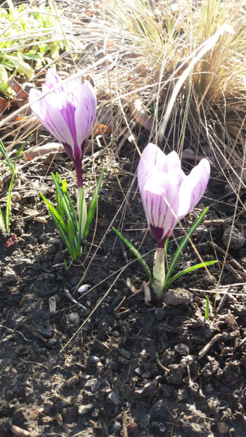 colchicum spp hybr.(branduse) - Gradina si terasa PrimaLuce_7-Hello 2020