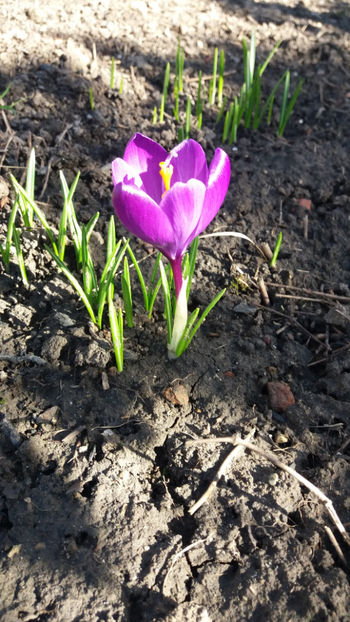 colchicum spp hybr.(branduse) - Gradina si terasa PrimaLuce_7-Hello 2020