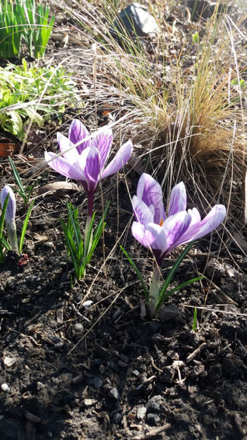 colchicum spp hybr.(branduse) - Gradina si terasa PrimaLuce_7-Hello 2020