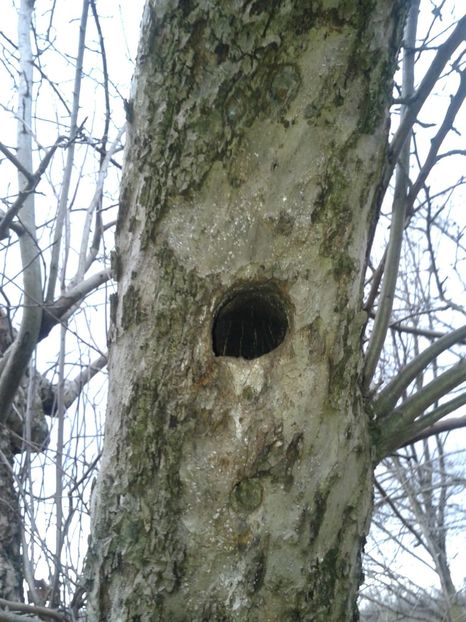 Start 2020 - AAAAAA_CUIB GRAURI 2018_2019_2020_2022_2023