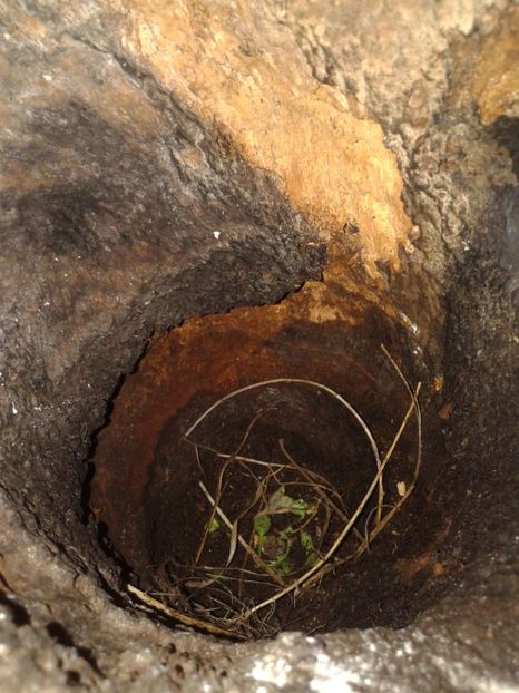  - AAAAAA_CUIB GRAURI 2018_2019_2020_2022_2023