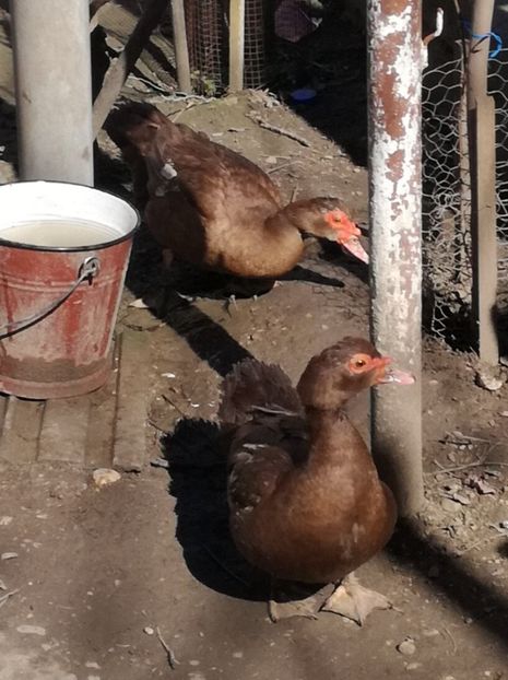  - Rate mute ciocolatii si negre