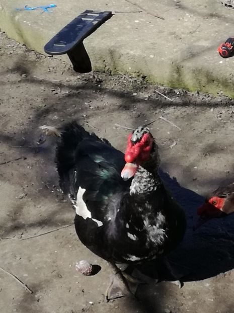  - rate lesesti-agroland