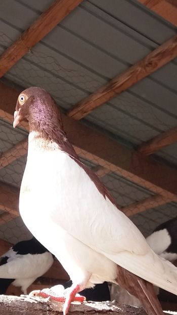  - Cotofane