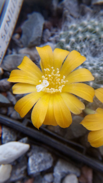 11.03.2020 - Rebutia senilis var kesselringiana